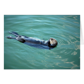 Otter de mer de la baie de Monterey