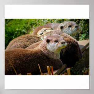 Otter-Familie Poster