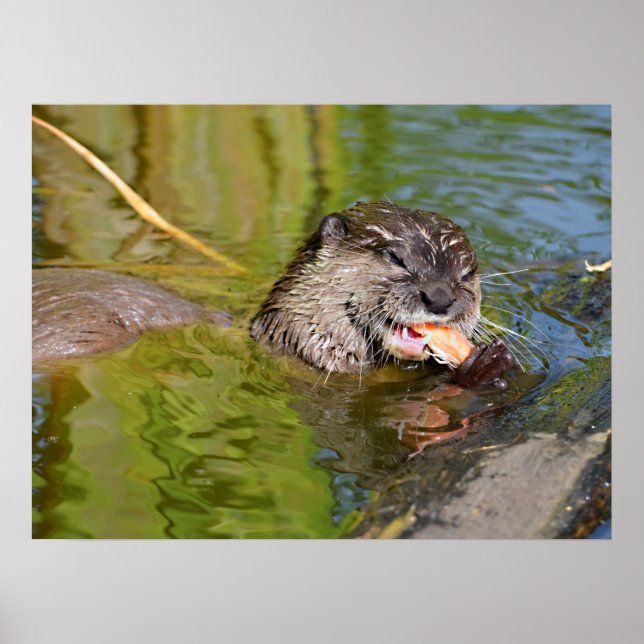 Otter frisst Garnelen Poster (Vorne)