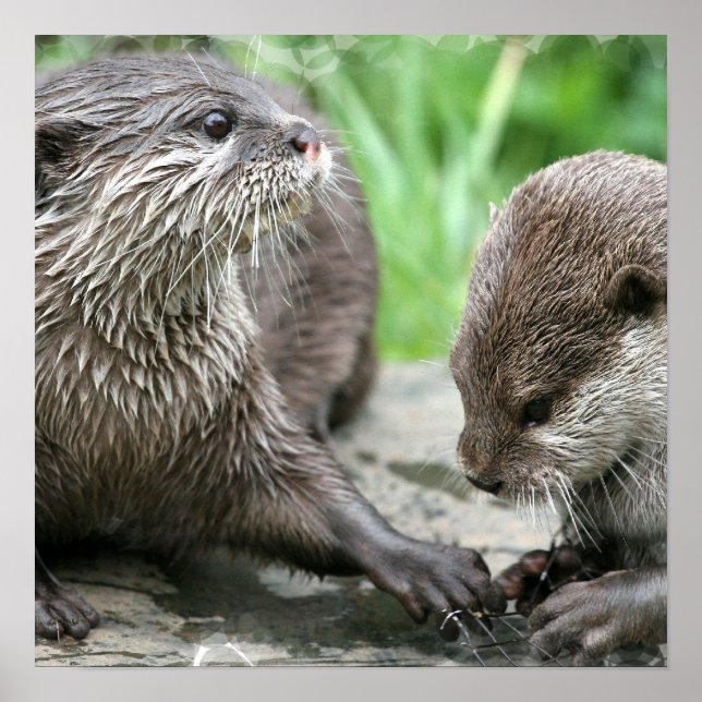 Otter Habitat Poster (Vorne)