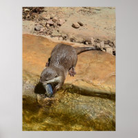Otter Manger Du Poisson Par Étang, Poster