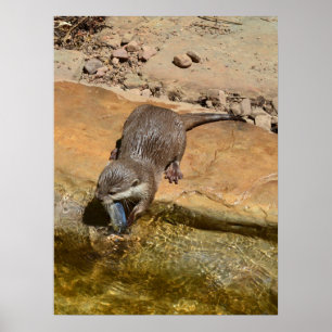 Otter Manger Du Poisson Par Étang, Poster