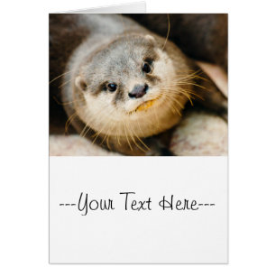 Otter mignonne, Portrait animal, Photographie natu