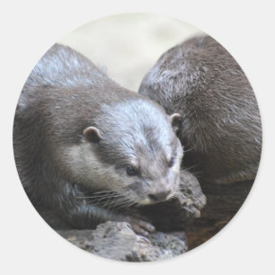 Otter Pair Stickers