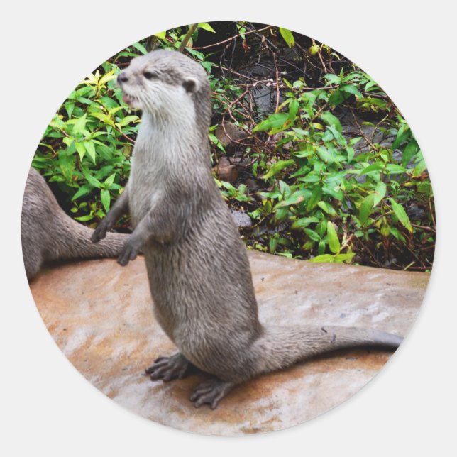 Otter Parle, Otter, Stickers Ronds. (Devant)