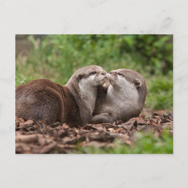 Otter Postcard Postkarte (Vorderseite)