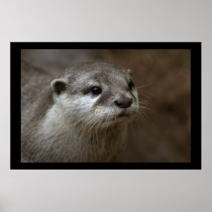 Otter Poster