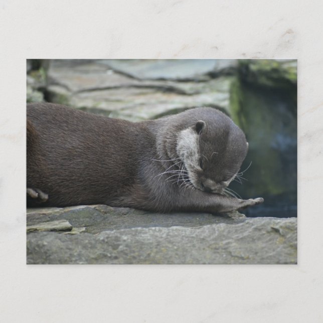 Otter Postkarte (Vorderseite)