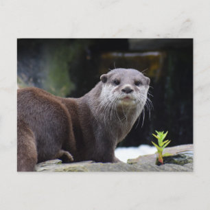 Otter Postkarte