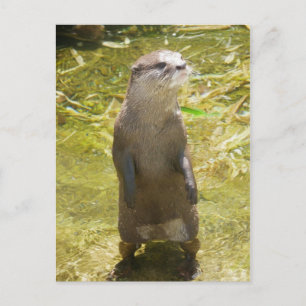 Otter Postkarte