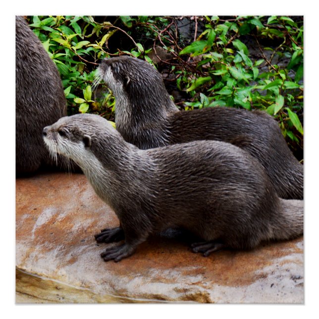 Otter Qui Sont Vraiment À Mignonne, Poster Glossy (Devant)