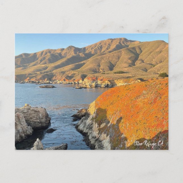 Otter Refuge, CA Postkarte (Vorderseite)