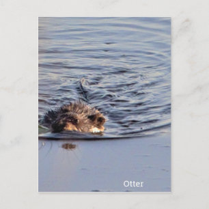 Otter-Schwimm-Foto  Postkarte