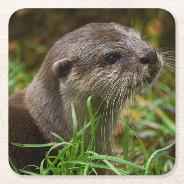 Otter Spritzer Rechteckiger Pappuntersetzer (Vorderseite)