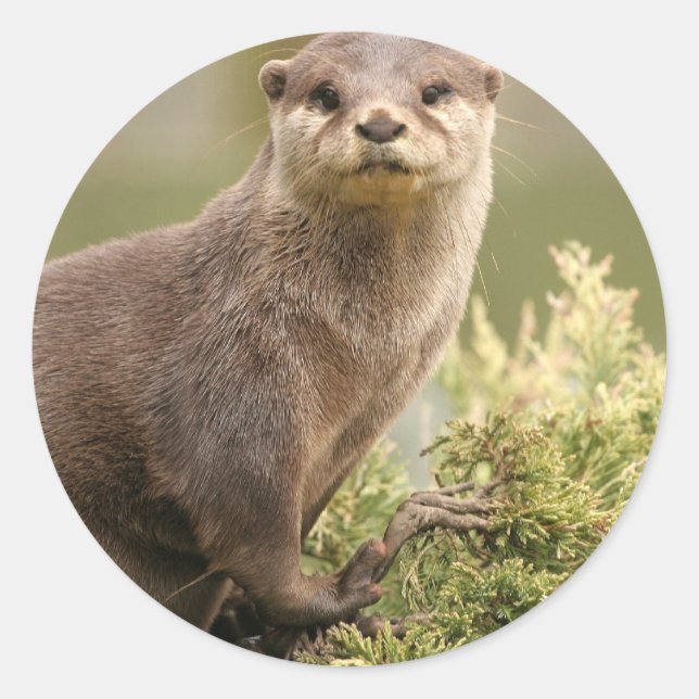 Otter Stickers (Vorderseite)