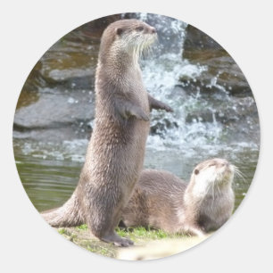 Otter, welche die Sonne genießen Runder Aufkleber