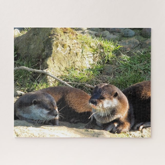 OTTERS (Horizontal)