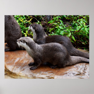 Otters, die leicht zu Niedlich sind, Poster