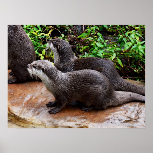 Otters, die leicht zu Niedlich sind, Poster (Vorne)