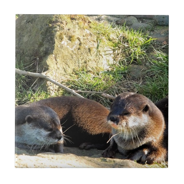 OTTERS FLIESE (Vorderseite)