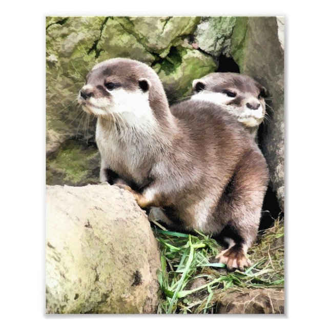 OTTERS FOTODRUCK (Vorne)