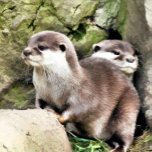 OTTERS GESCHENKBOX<br><div class="desc">A watercolor design of a pair of very cute little otters.</div>