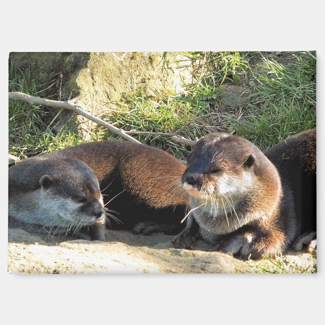 OTTERS MAGNET (Vorderseite)