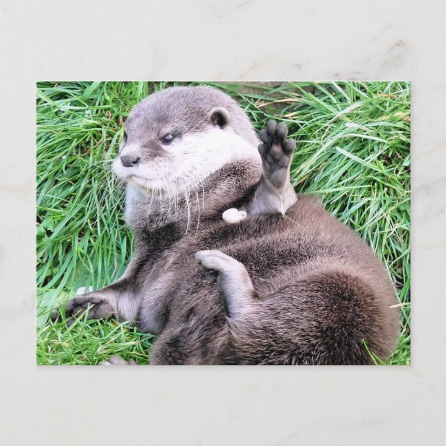 OTTERS POSTKARTE (Vorderseite)