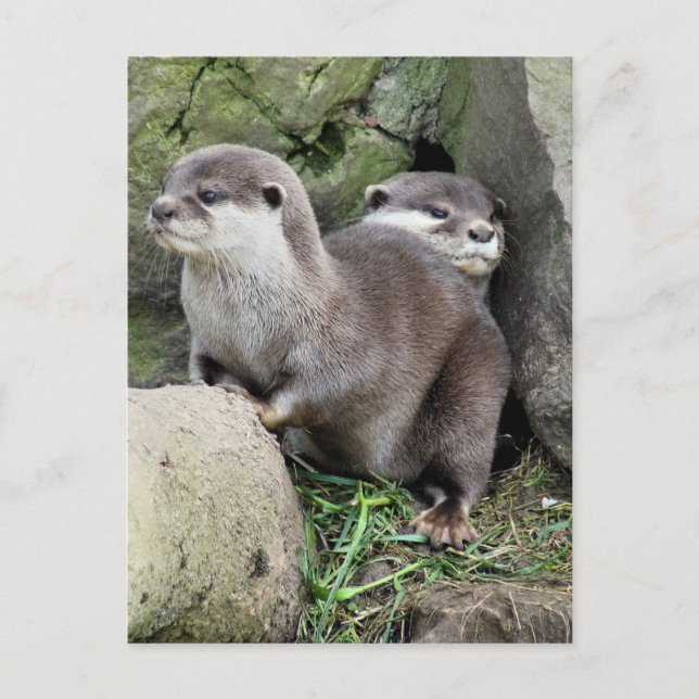 OTTERS POSTKARTE (Vorderseite)