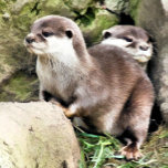 OTTERS RECHTECKIGE GÜRTELSCHNALLE<br><div class="desc">Ein Aquarellbild eines Paares sehr niedlicher kleiner Otter. com.</div>