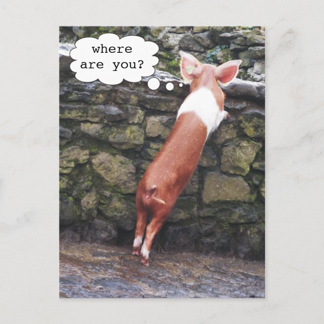 Où es-tu ? Cartes postales Funny Pig Photo (Devant)