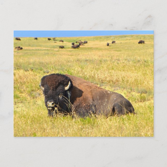 Où La Carte Postale Buffalo Roam (Devant)