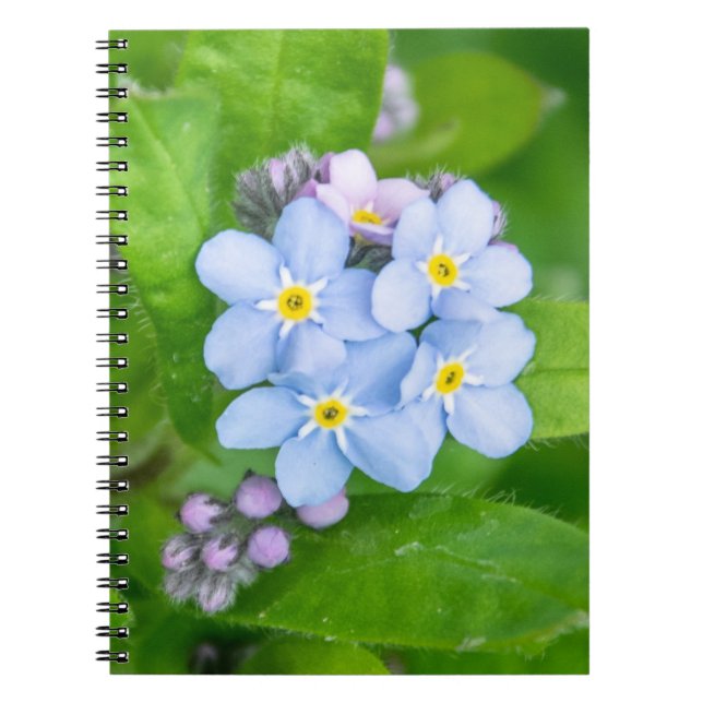 Oubliez-moi-non, Carnet photo Spiral (Devant)