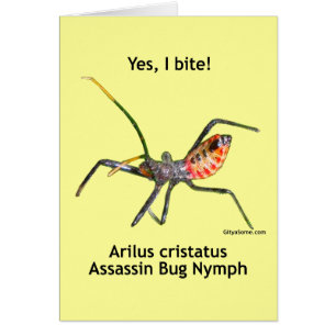 Oui je mords l'insecte d'assassin