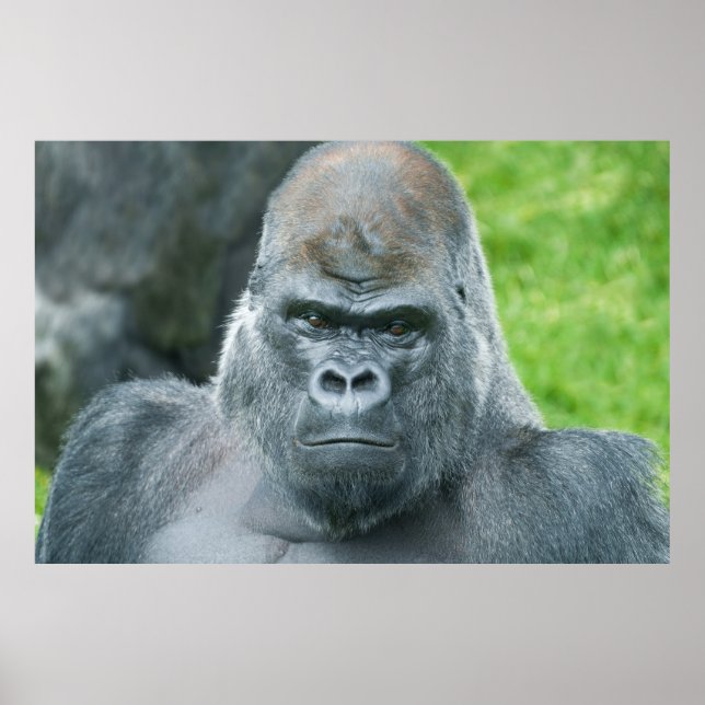 Oumbis Power ein Silverback-Portrait Poster (Vorne)