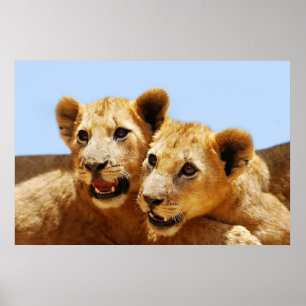 Our cute lion faces poster