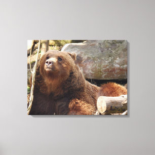 ours Brown au zoo vue impression de toile
