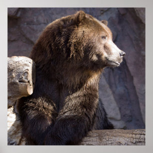 Ours Brown Grizzli, Poster du mur de la nature