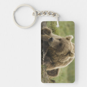 Ours brun, ou Ours grizzly côtier, Ursus