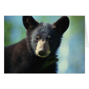 Ours CUB noir