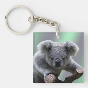 Ours de koala