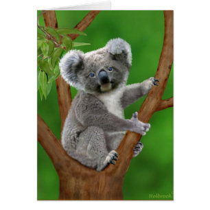 Ours de koala aux yeux bleus de bébé