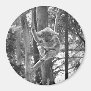 Ours de Koala couché ~ Aimant