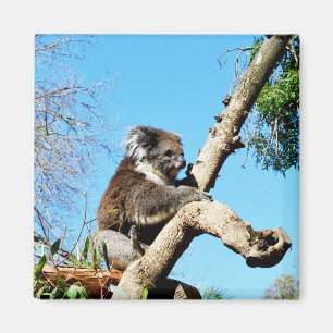 Ours De Koala Dans Ancien Pinceau, Aimant De Réfri