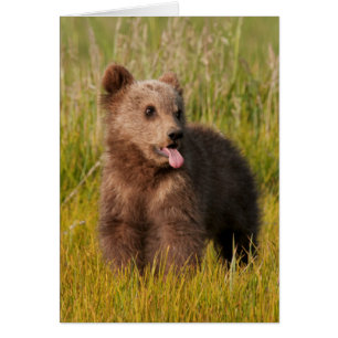 Ours drôle de bébé des images de Getty