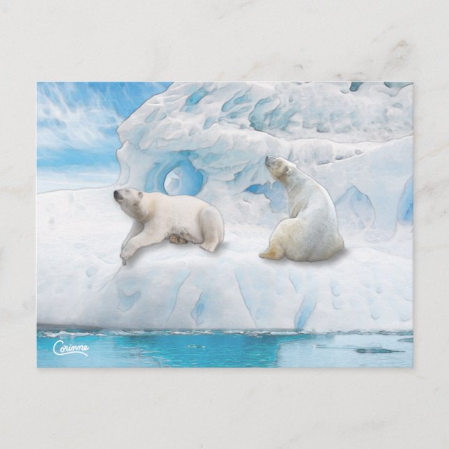Ours Glacier - Carte postale (Devant)