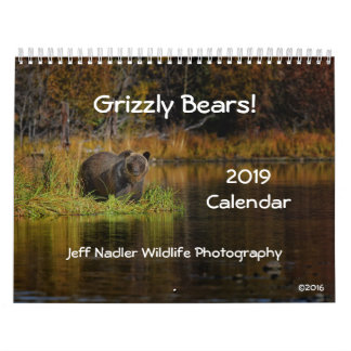 Ours gris - calendrier mural 2019