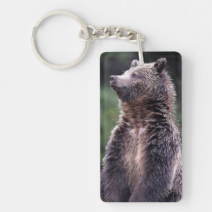 Ours gris debout