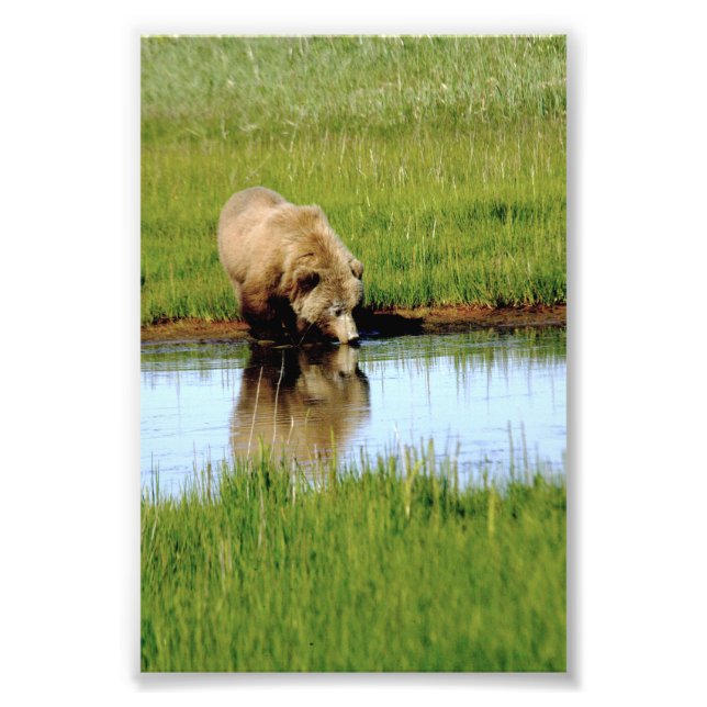 Ours grizzli 4x6 photo (Devant)