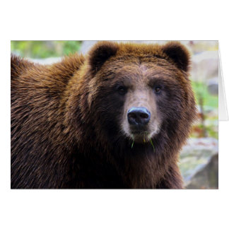 Ours grizzli Brown